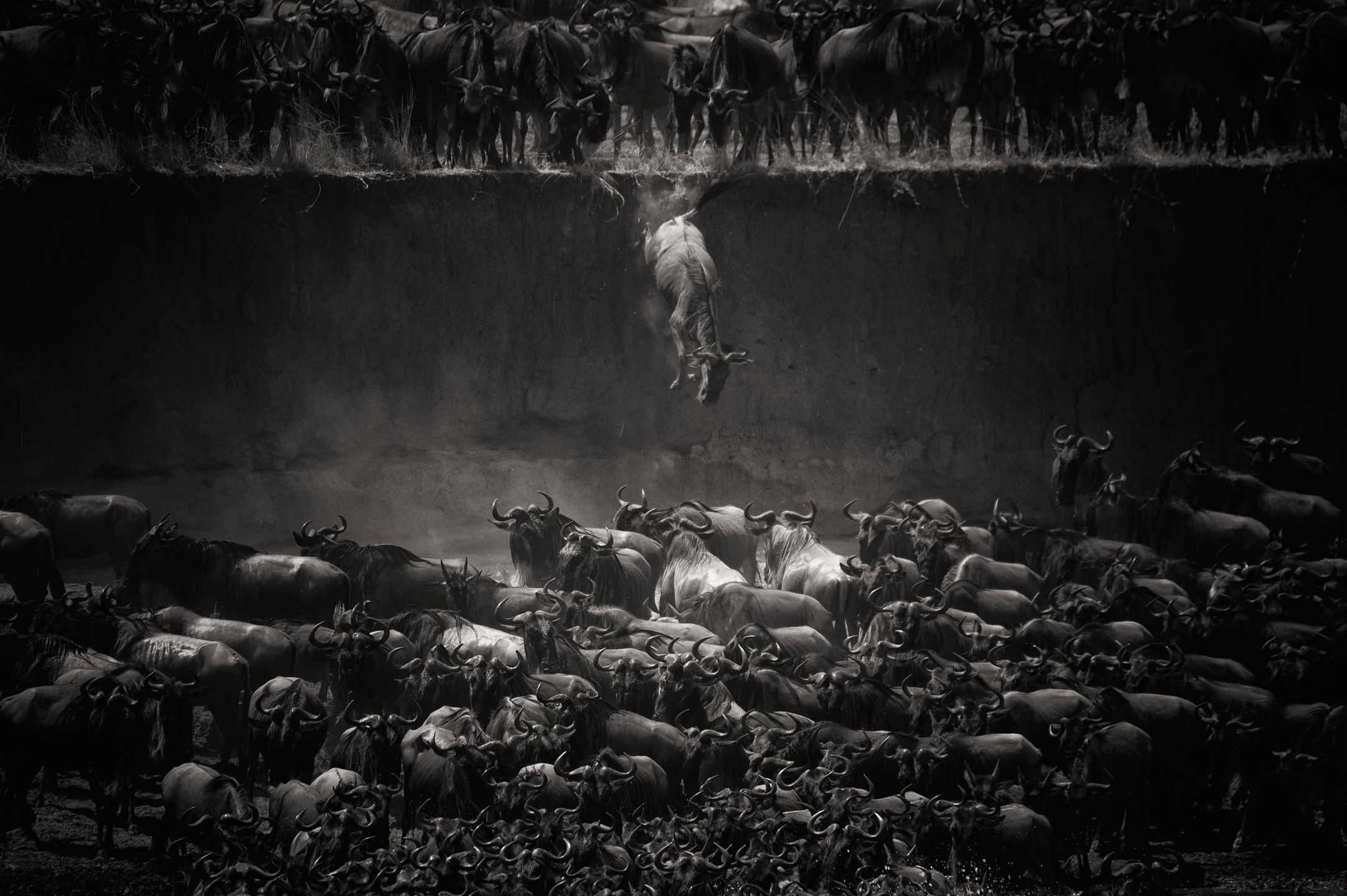 Zwycięzcy konkursu National Geographic Photo Contest 2014, czyli kawał dobrej fotografii 3