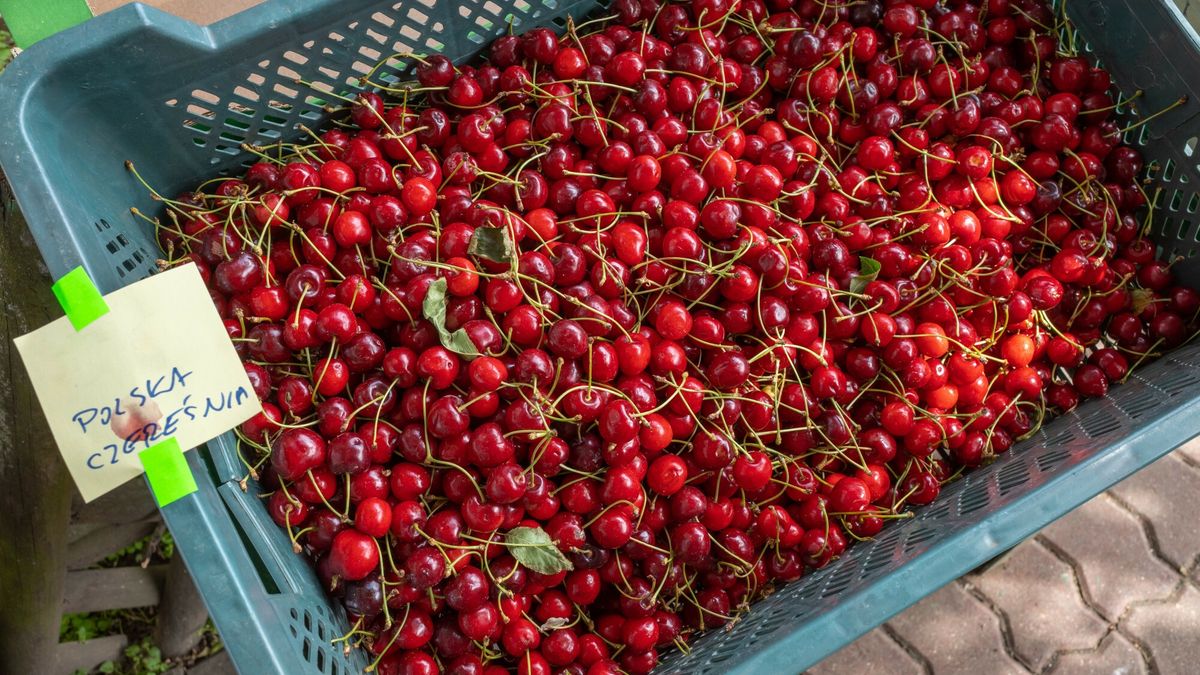 Polski rynek został zalany czereśniami z importu