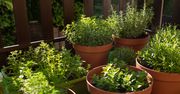 Kiedy siać zioła w doniczkach? Nie wszystkie mają te same wymagania