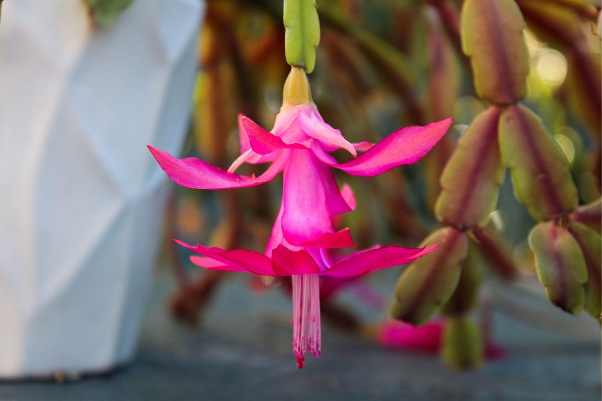 Grudnik after blooming