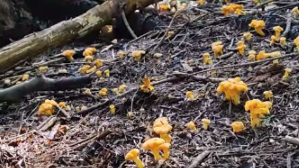 Pokazał wysyp pieprznika jadalnego. Internauci pękają z zazdrości