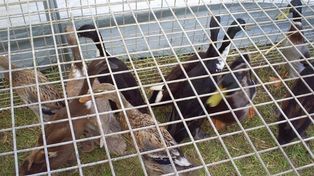Kolejne polskie fermy drobiu znikają z mapy z powodu H5N1. Co to oznacza dla rynku?
