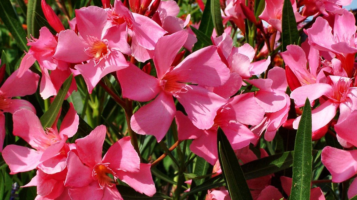 Nie dotykaj tych kwiatów. Są trujące