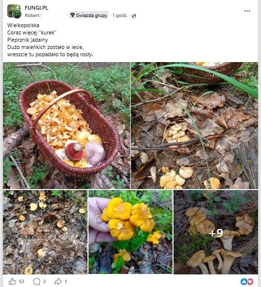 Udane zbiory grzybiarza z Wielkopolski