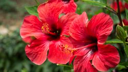 Hibiskus - charakterystyka, odmiany, właściwości, sposób parzenia