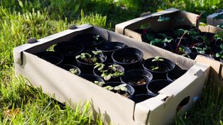 Nawet 1 mln zł kary. Tych roślin lepiej nie sadzić w ogrodze