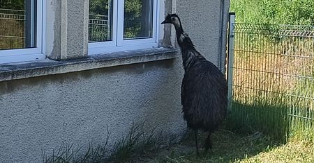 Emu pojawił się na terenie szkoły podstawowej. Wezwano strażaków