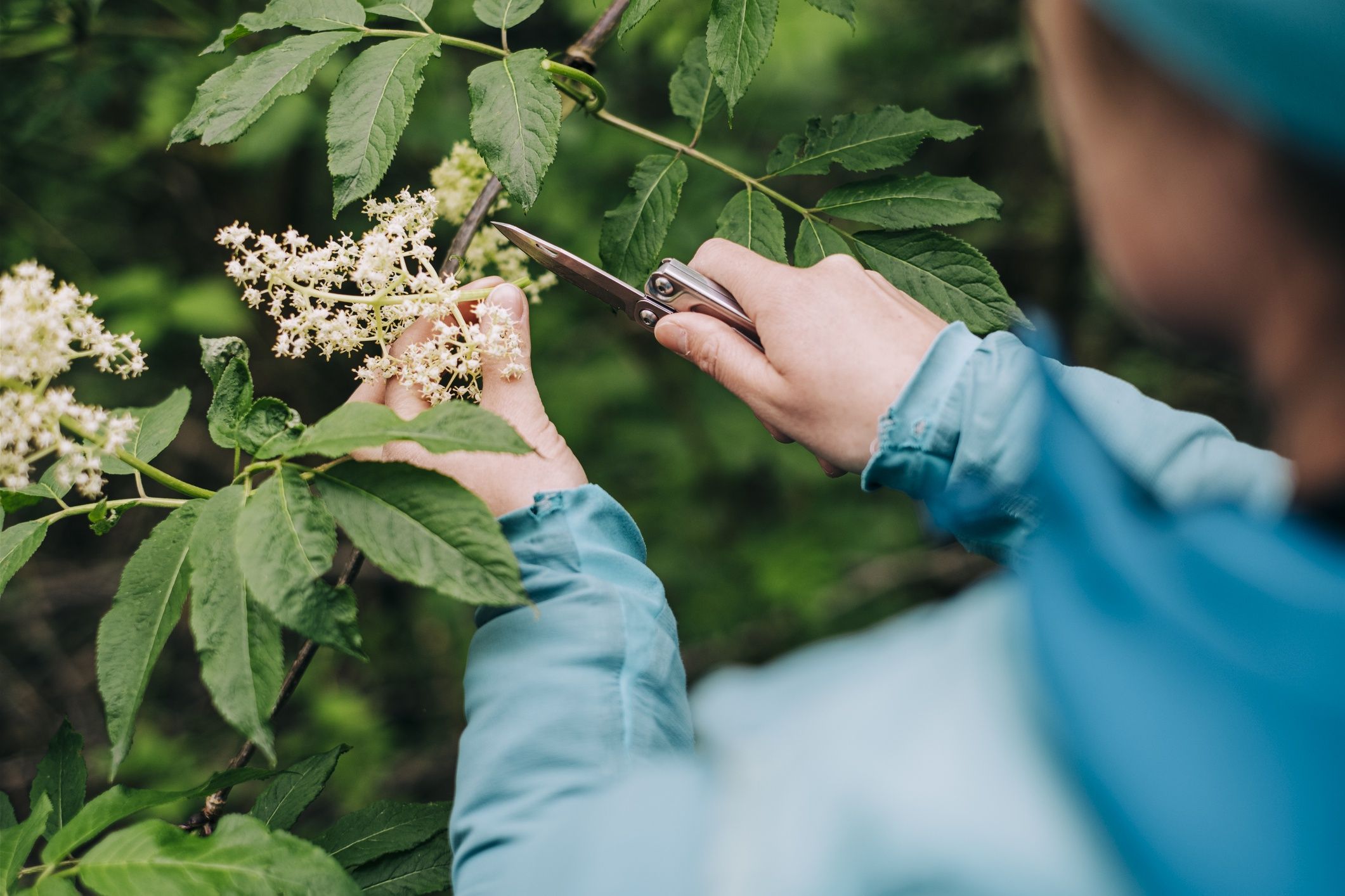 POV of women cutting elderflower blossoms while foragingAlex Ratson