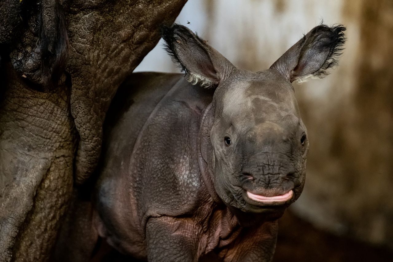 Wrocław. Narodziny nosorożca w ZOO. Mama nie odstępuje małej na krok