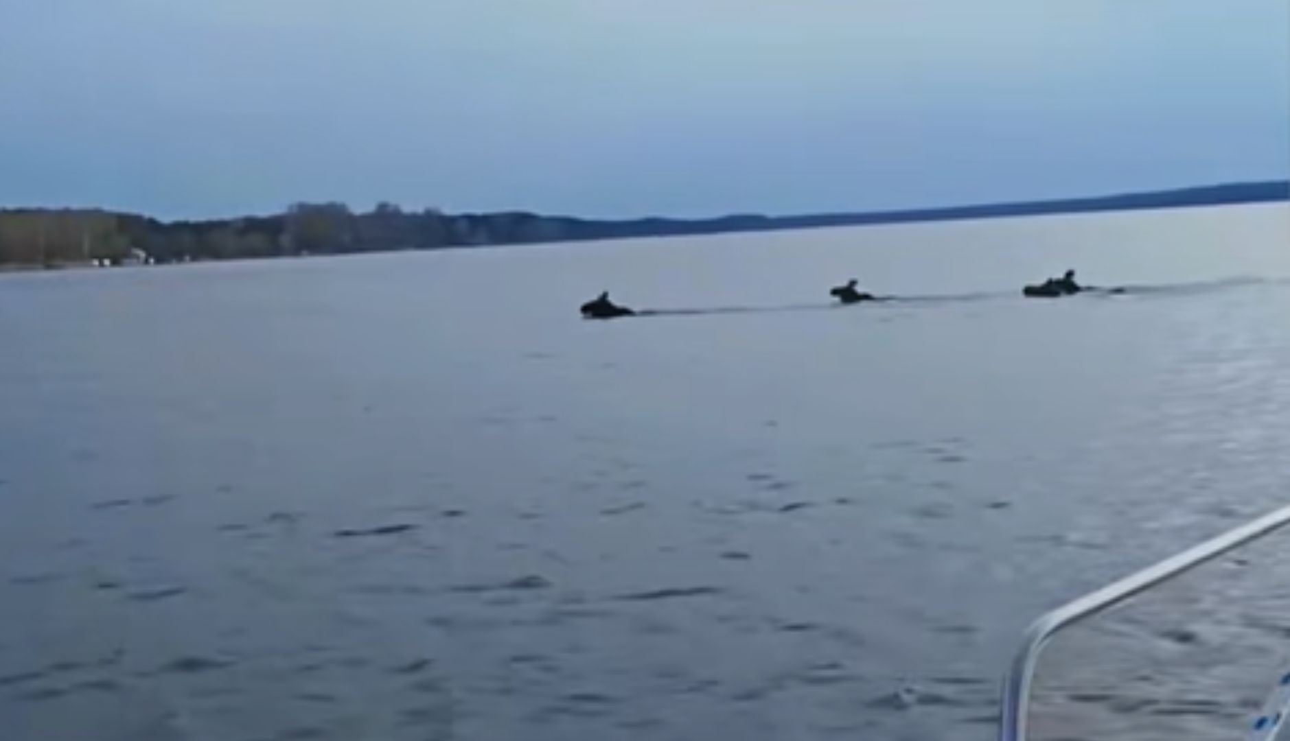 Zobaczył je w Zalewie Sulejowskim. Myśleli, że to skutery
