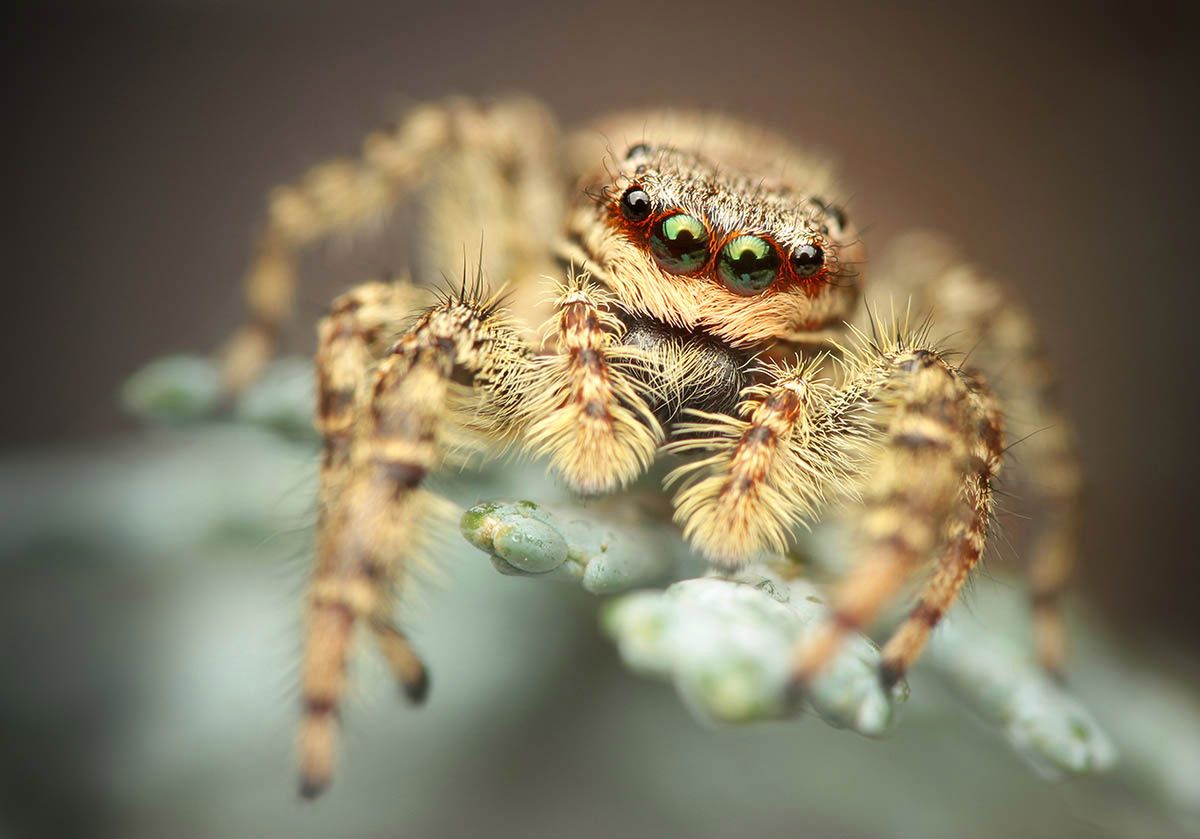 Najlepsze zdjęcia makro 12 edycji konkursu Garden Photographer of the Year 15