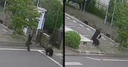 Brutalny atak niedźwiedzia. Cztery osoby zranione. Jest nagranie