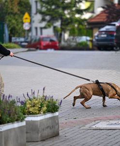 Kulisy poszukiwań Grzegorza Borysa. Psy już na początku zgubiły trop