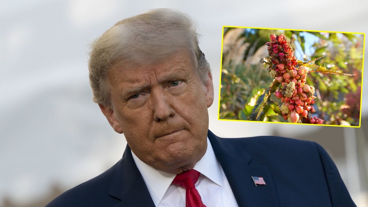 Rycyna była w liście do Trumpa