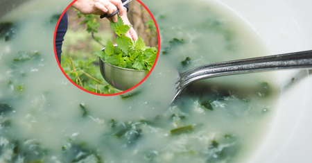 Zupa z pokrzywy - naturalny sposób na wzmocnienie. Czas zbiorów już się rozpoczął
