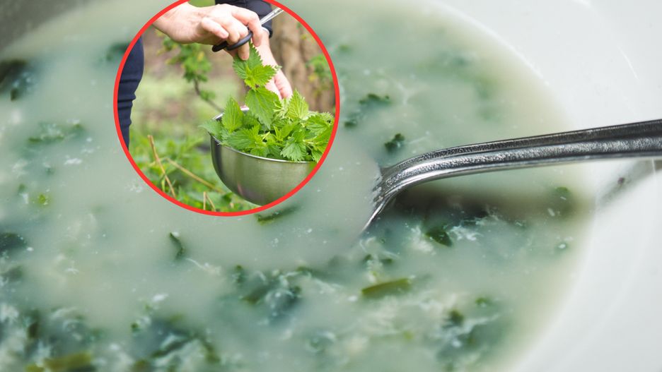 Maj to najlepszy czas na zbieranie pokrzywy