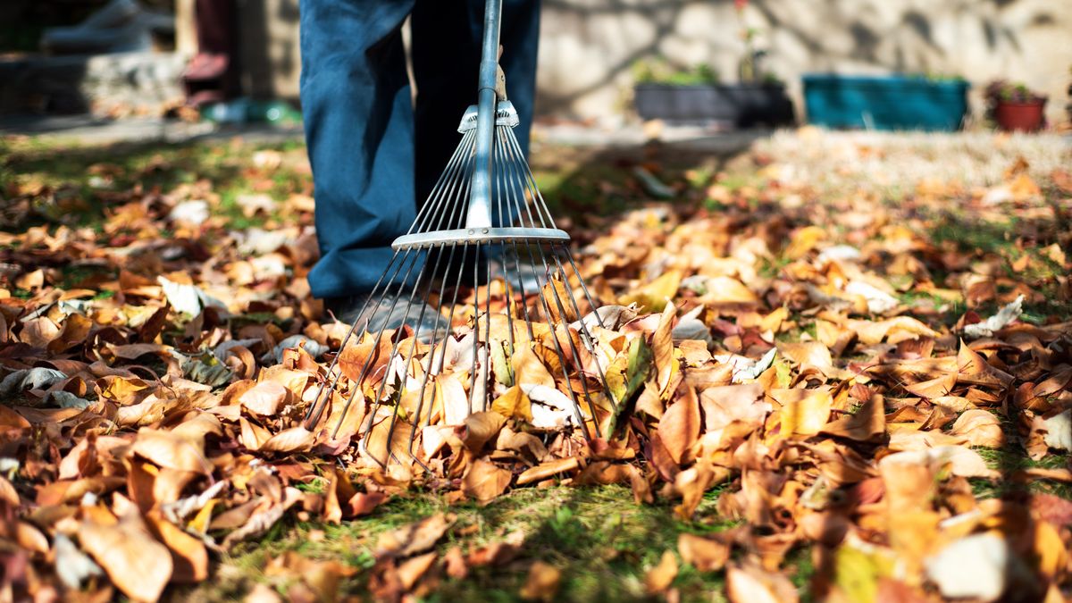 Liście z drzewa sąsiada wpadają na twoją działkę? O tym pamiętaj