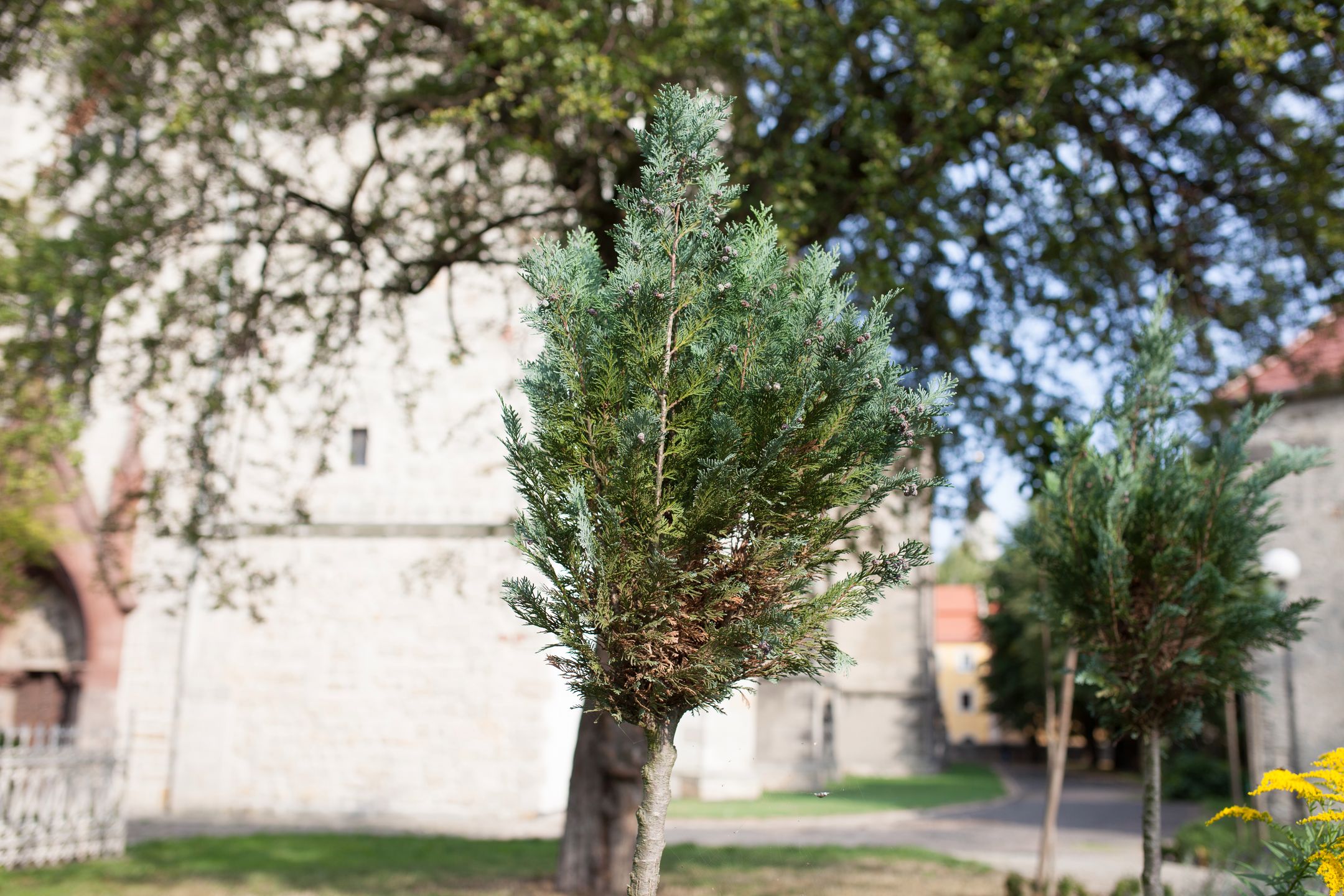 Sigma 35 mm f/1.4 ART DG HSM - od niej wszystko się zaczęło [recenzja] 18
