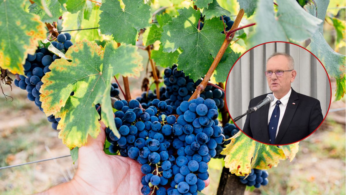 Fryderyk Kapinos o rozwoju enoturystyki w Polsce.