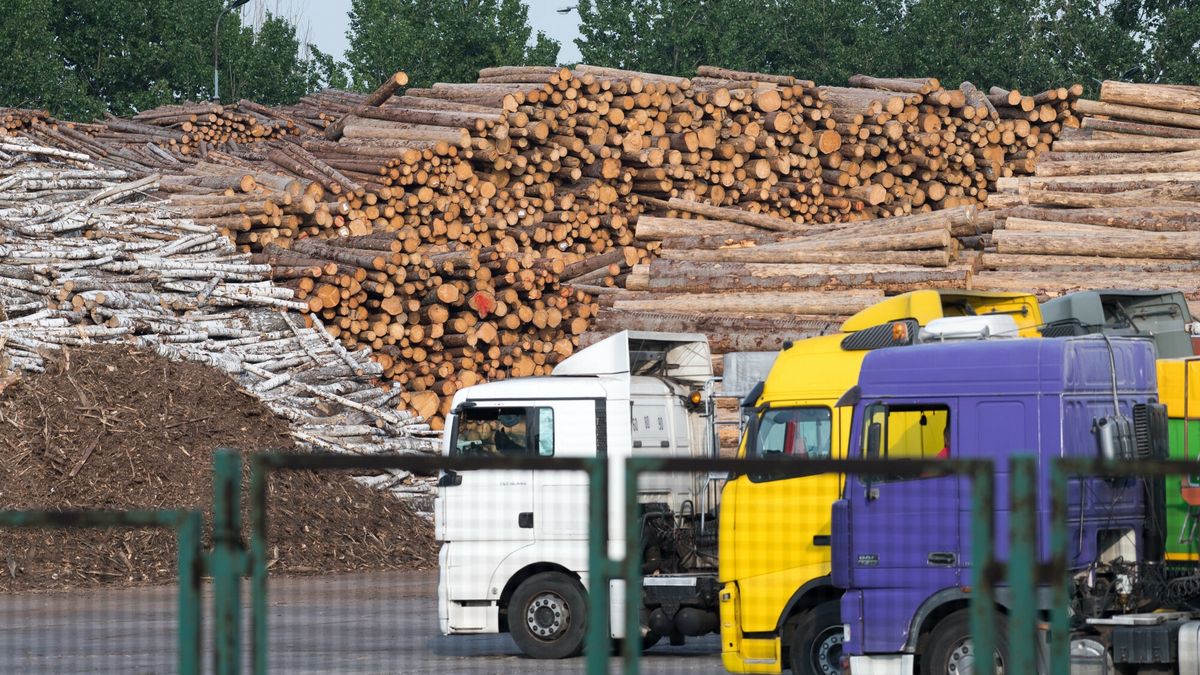 Drewno na placu składowym. Zdjęcie ilustracyjne