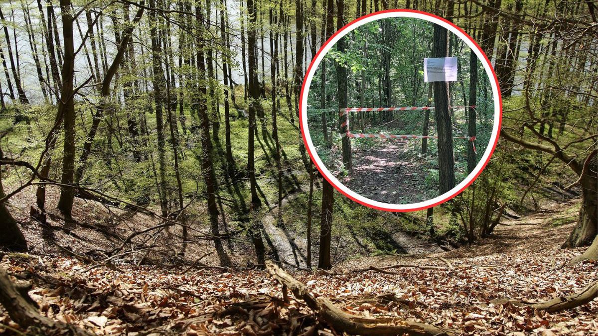 "Degradacja siedlisk". Leśnicy alarmują. Na drzewach zawisły os