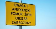 Koniec "czerwonej strefy" w Polsce. Rolnicy odetchną po miesiącach restrykcji ASF