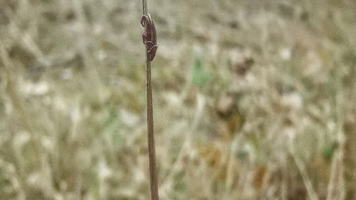 "Czekają z otwartymi odnóżami". Leśnicy ostrzegają