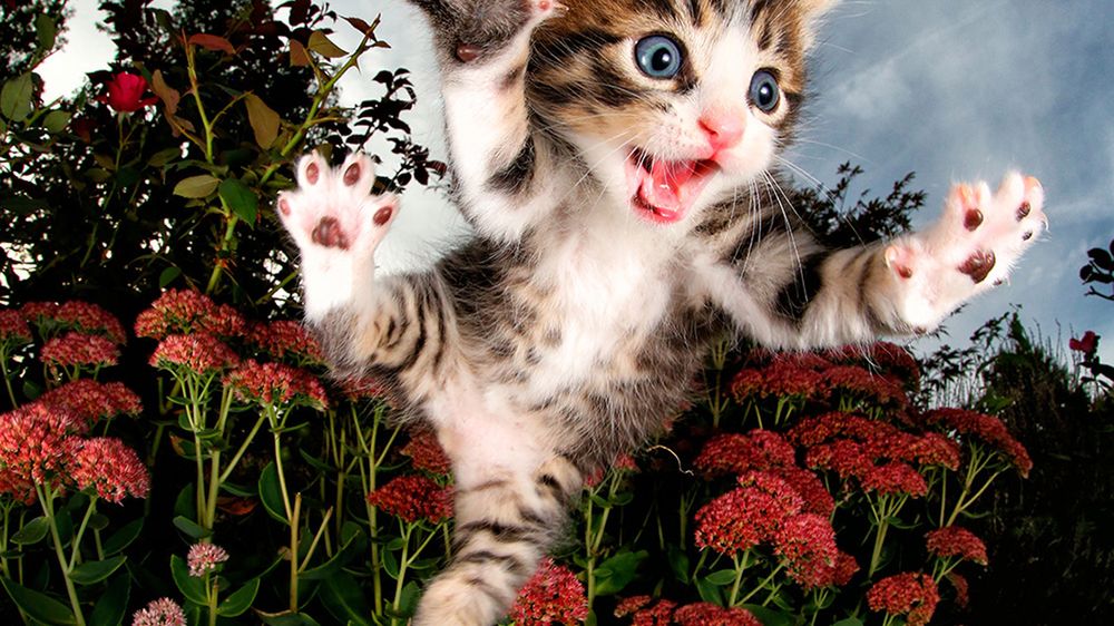 Te małe adoptowane kotki umieją latać! Oto nowy cykl Setha Casteela 1