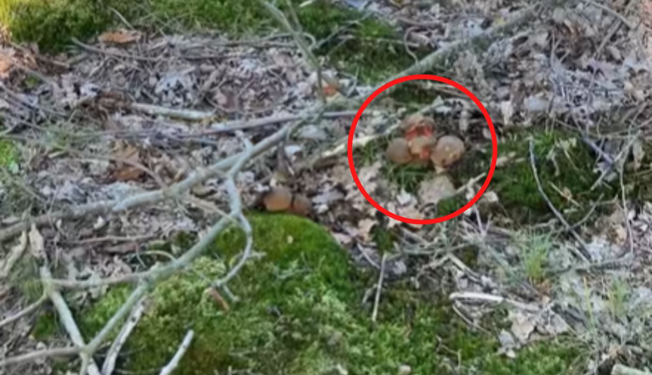 "Hoho". 280 tys. wyświetleń. Napotkał taką "rodzinkę" w lesie