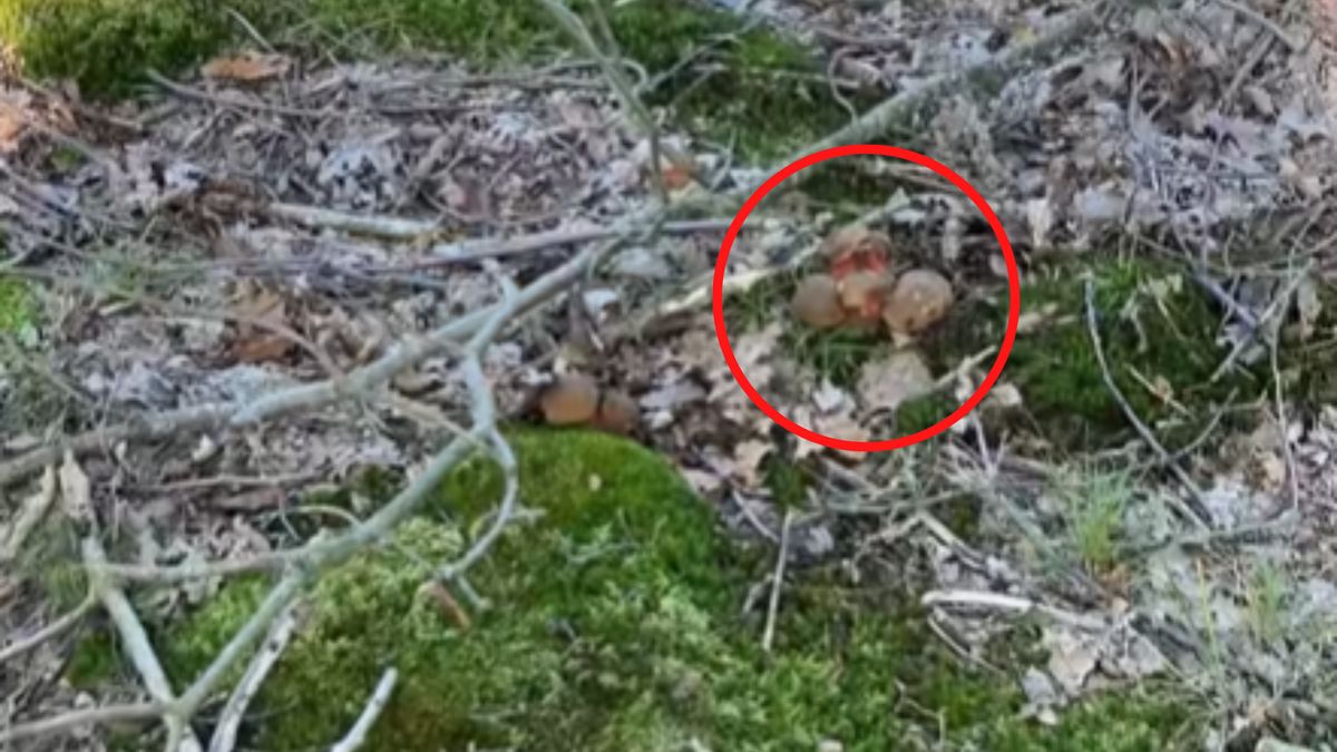 Napotkał "rodzinkę" borowików ceglastoporych.