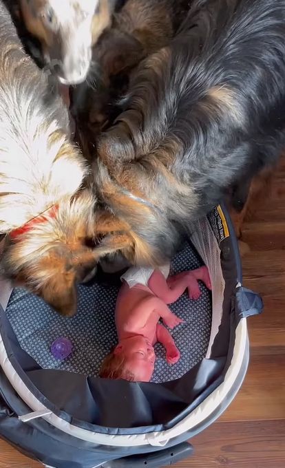 Mama uwieczniła pierwszą reakcję psów na noworodka