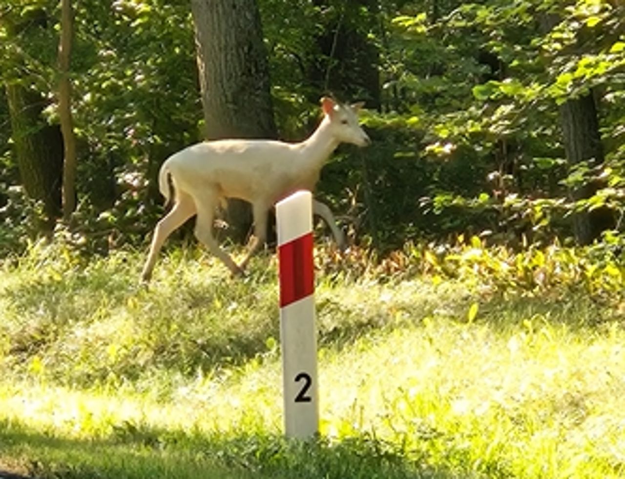 Niesamowity widok w Wielkopolsce. Leśnicy pokazali magiczne nagranie