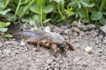 Naturalni wrogowie turkucia. Wpuść ich do swojego ogrodu