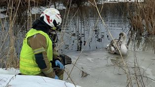 Raszyn: Akcja OSP. Ranny łabędź trafił do Ptasiego Azylu
