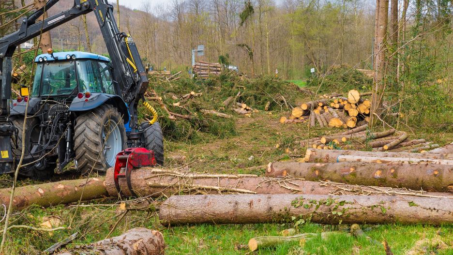 Podczas wojen Puszcza Kampinoska straciła wiele hektarów lasu
