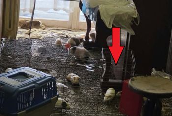Dziesiątki martwych świnek. "Dom z koszmaru" w Wadowicach. Nowe ustalenia
