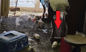 Dziesiątki martwych świnek. "Dom z koszmaru" w Wadowicach. Nowe ustalenia