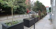 Szczecin: drzewa w donicach w centrum wysychają