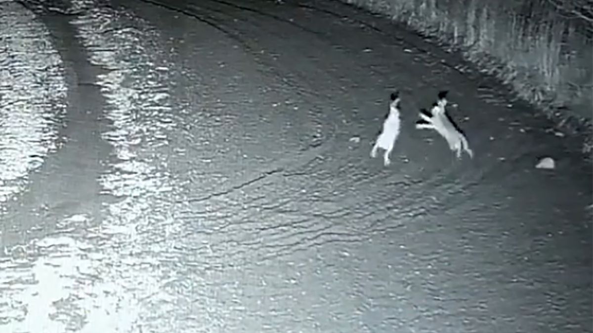 Funkcjonariusze podzielili się bardzo nietypowym nagraniem z obszaru przygranicznego