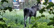 "W mieście pojawił się łoś". Burmistrz apeluje do mieszkańców