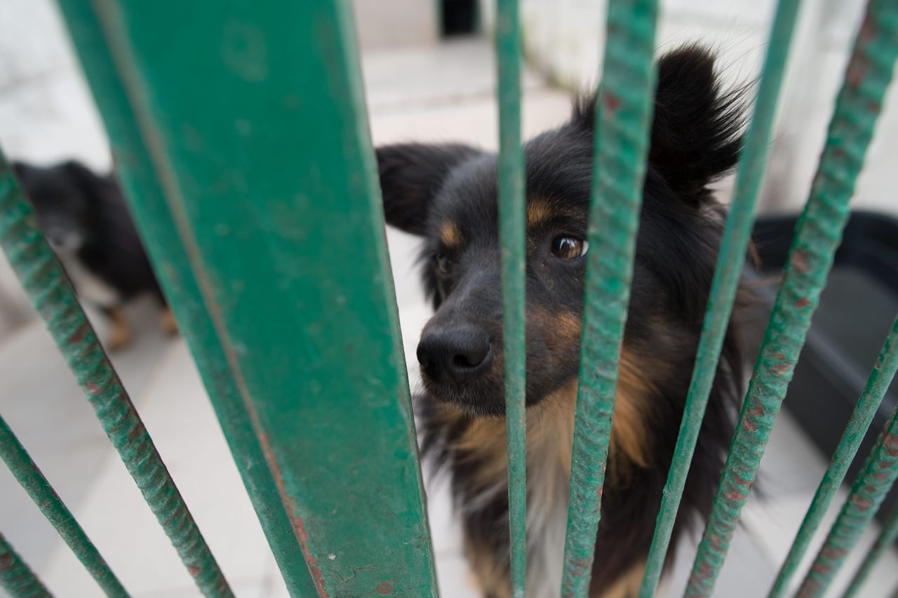149 psów pilnie potrzebuje domów. Są  dramatyczne wieści