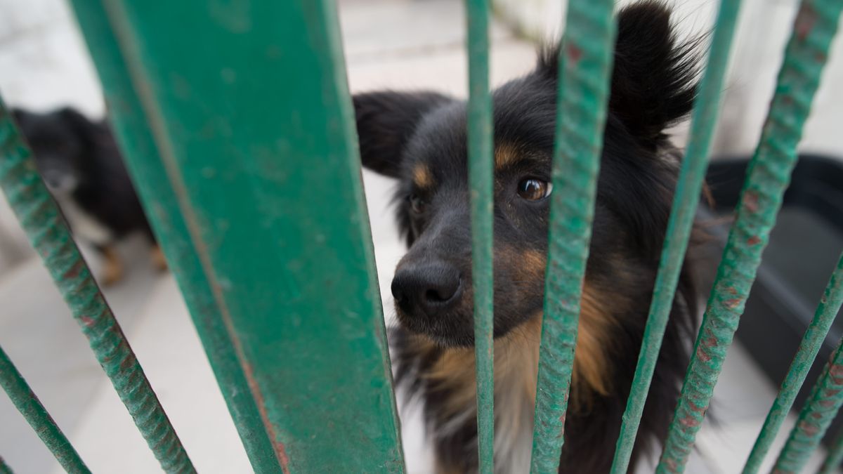 pies w klatce
Bełchatów, 22.05.2015  Podopieczny schroniska podczas wizyty kandydata Pis na prezydenta w schronisku dla bezdomnych zwierząt w Bełchatowie, 22 bm. (gm/mgut)
PAP/Grzegorz Michałowski
Grzegorz Michałowski
boks, dla zwierząt, kampania wyborcza, kandydat, klatka, między turami, pies, pis, po pierwszej turze, polityk polityka, prawica, prezydencka, przed drugą turą, psy, schronisko, wizyta, wybory prezydenckie, zwierzę, zwierzęta