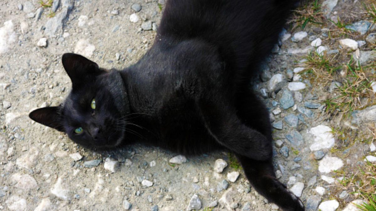 Keith to kot, który przynosi swoim właścicielom różne nietypowe przedmioty (zdjęcie ilustracyjne) 