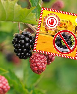 Larwy owadów w mrożonych owocach. 20 ton nie trafi do sprzedaży