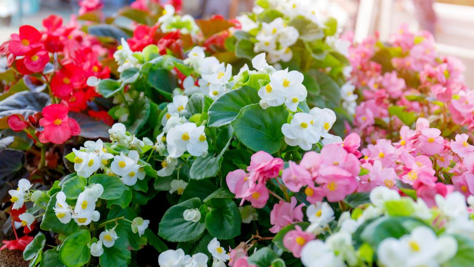 Begonia stale kwitnąca