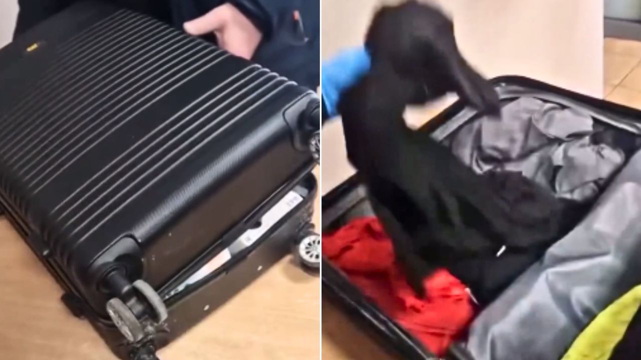 Odkrycie w bagażu na granicy. Nagranie z Terespola