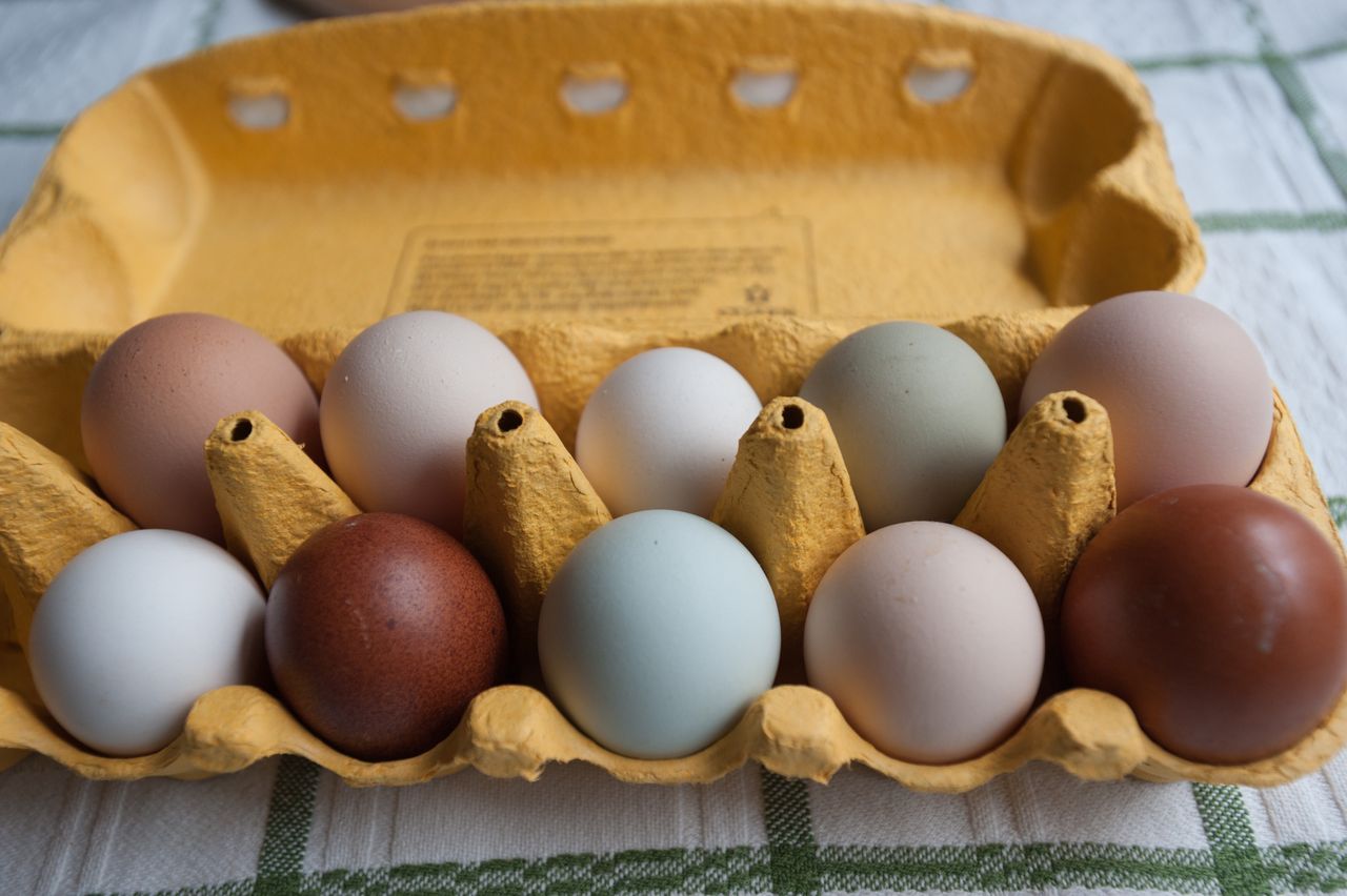 Shell colour decoded: Does it impact egg quality?