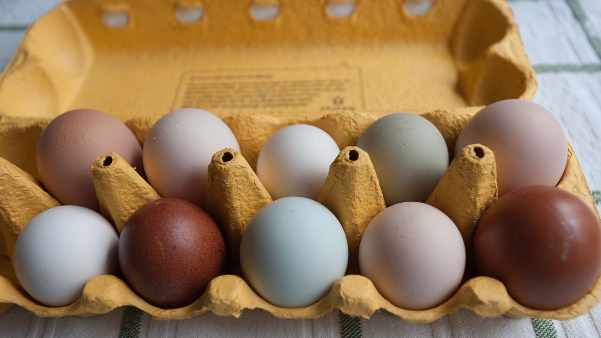 Co ma wpływ na kolor jajek?