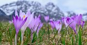 Przepiękne dywany krokusów w Tatrach. Widok zapiera dech w piersi