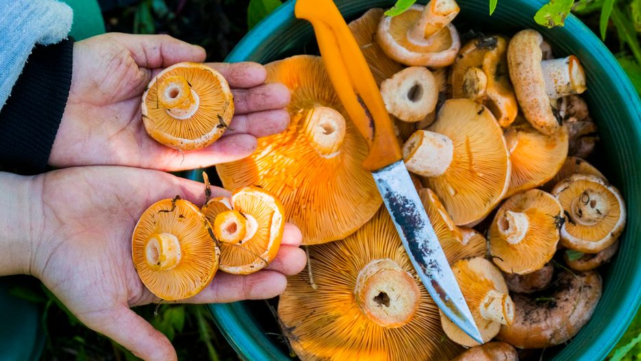 Ten błąd może kosztować ich życie. Trójka dzieci zatruła się toksycznym grzybem